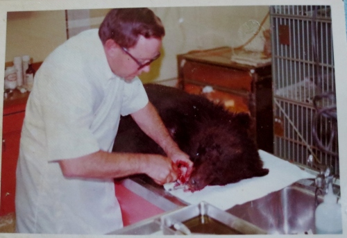 A bear getting dental surgery